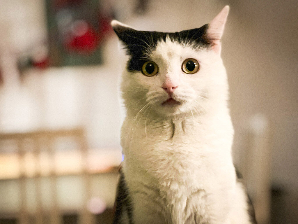 Frieda
